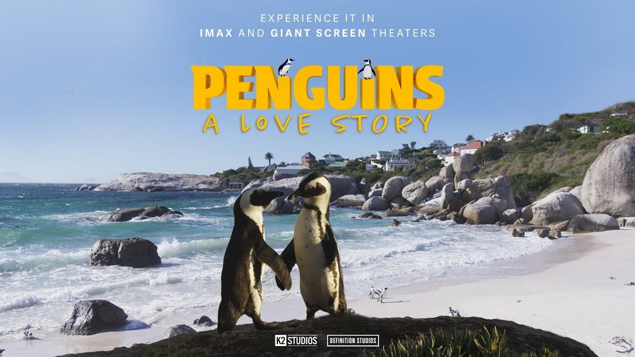 Simons Theatre: Penguins - A Love Story Film - Photo 1 of 3